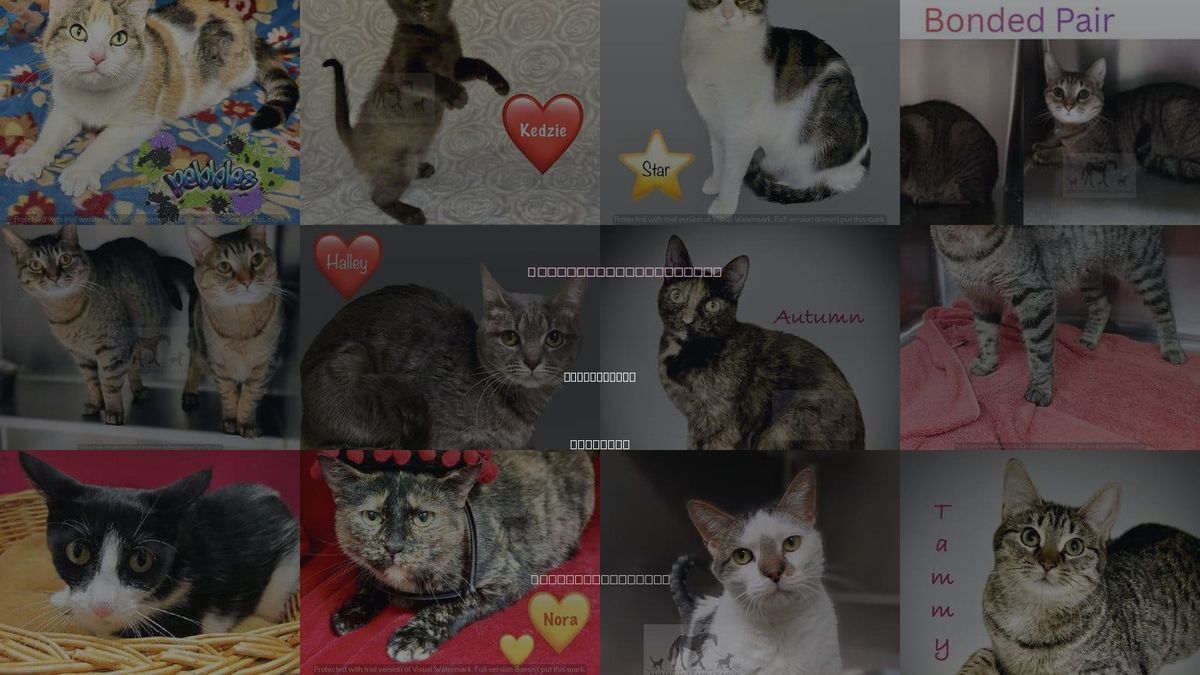 Cats for Adoption in Tinley Park, Illinois