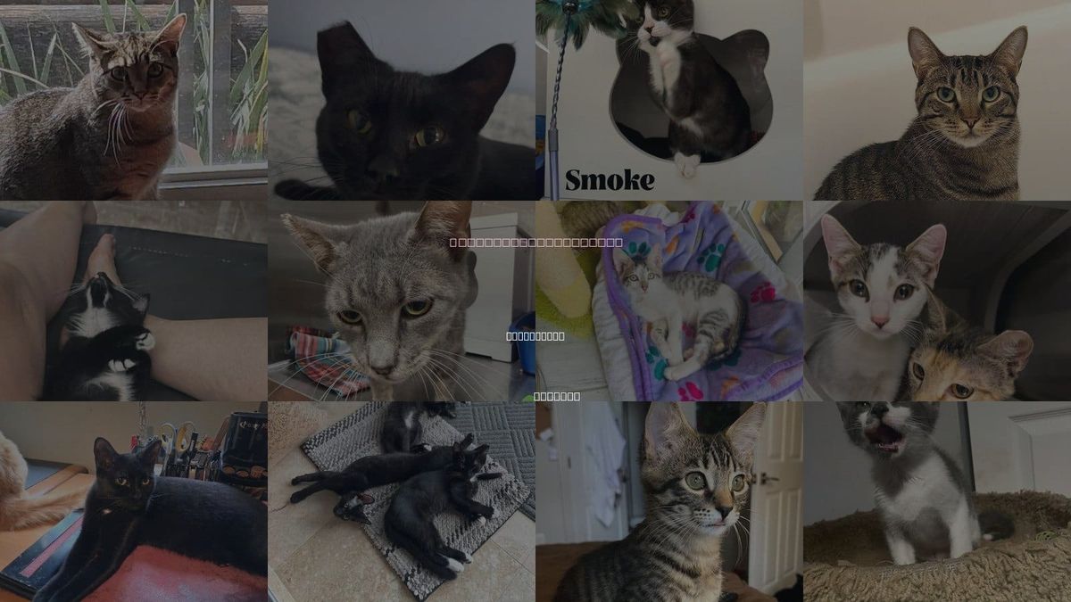 Cats for Adoption in Titusville, Florida