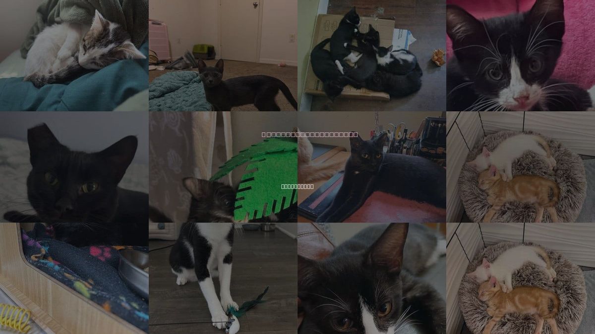 Cats for Adoption in Titusville, Florida