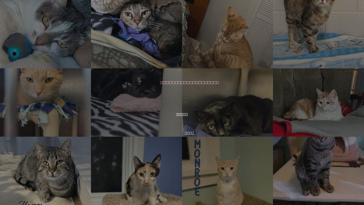 Cats for Adoption in Toledo, Ohio