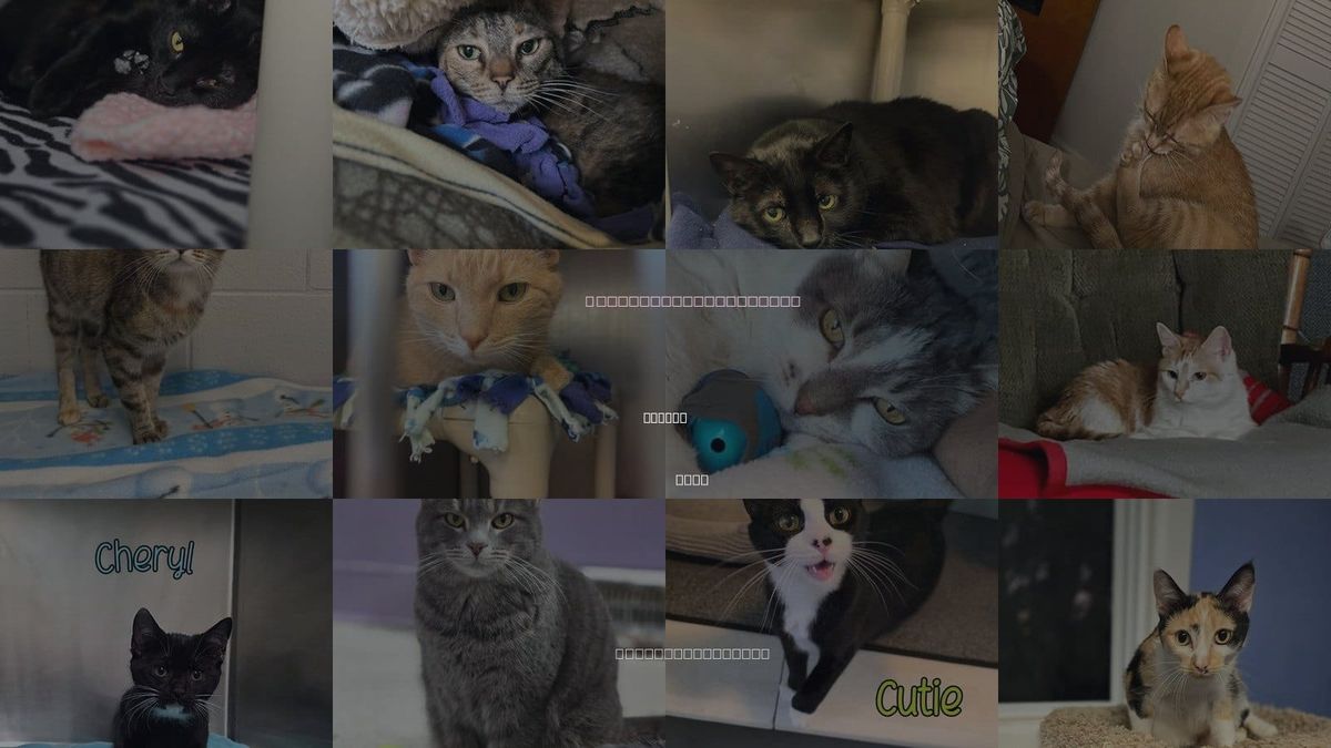 Cats for Adoption in Toledo, Ohio