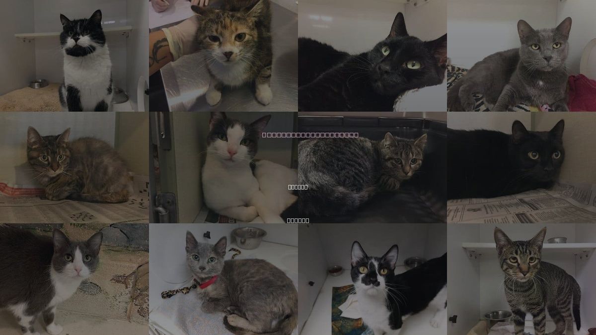 Cats for Adoption in Topeka, Kansas
