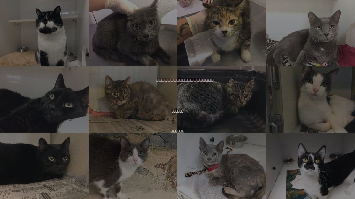Cats for Adoption in Topeka, Kansas