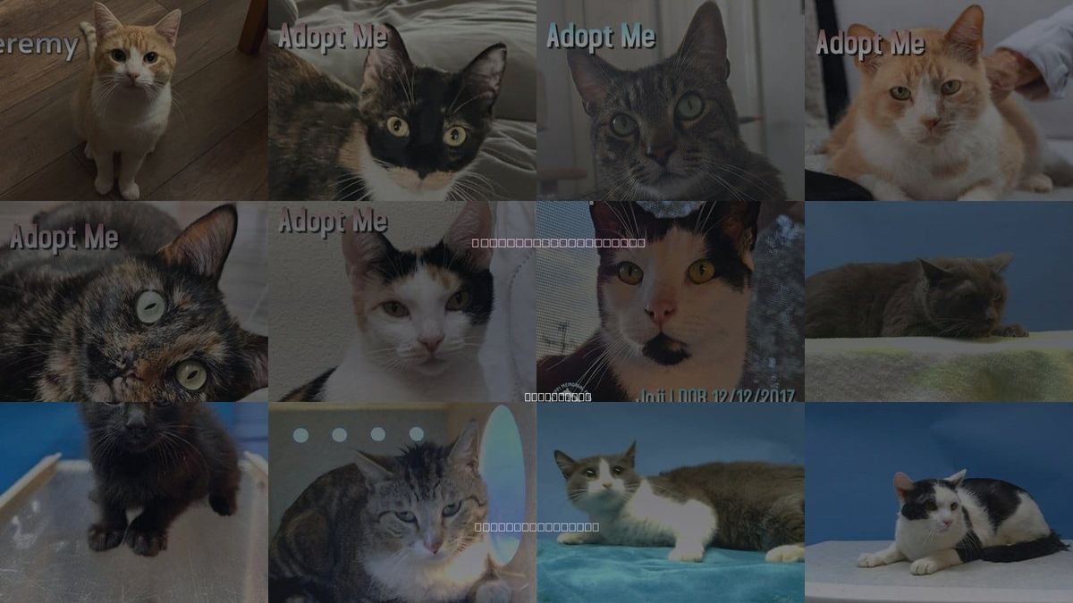 Cats for Adoption in Torrance, California
