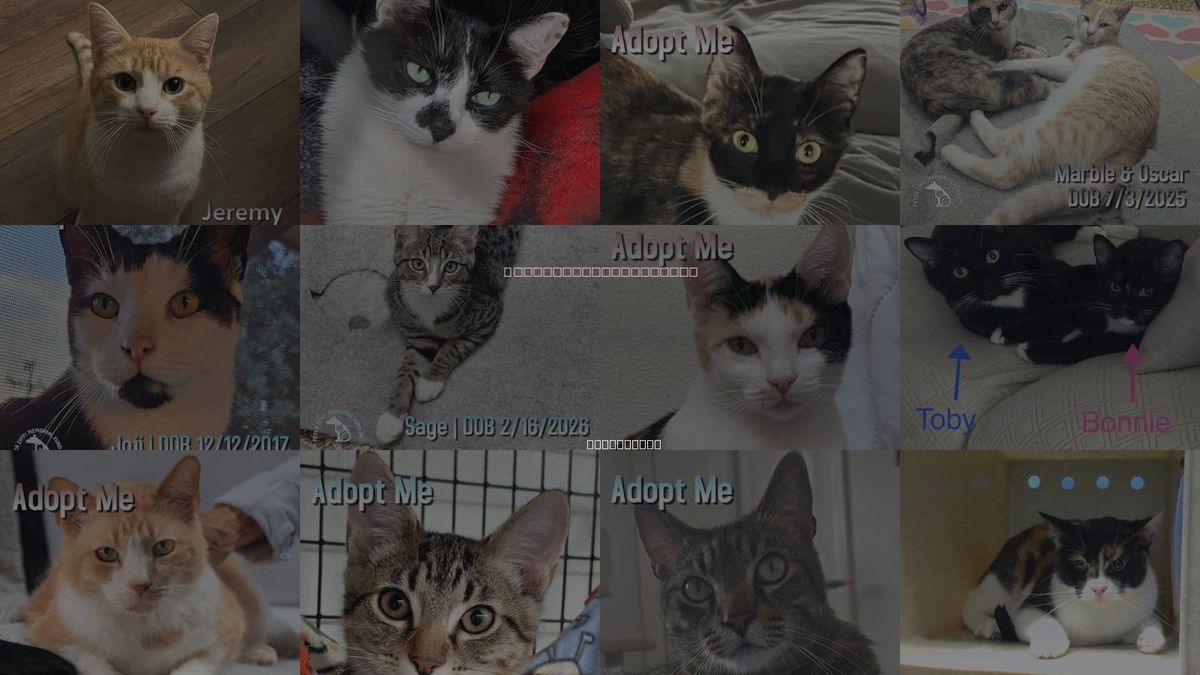 Cats for Adoption in Torrance, California