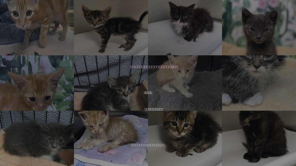 Cats for Adoption in Tracy, California