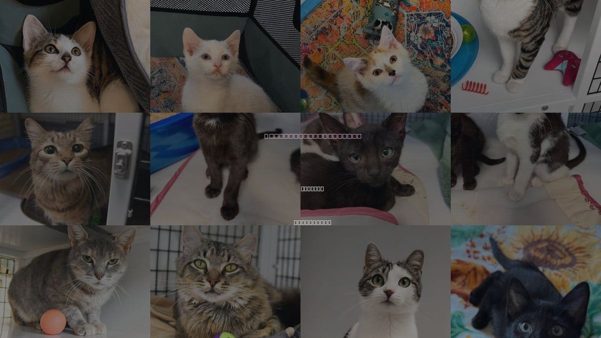 Cats for Adoption in Trenton, New Jersey