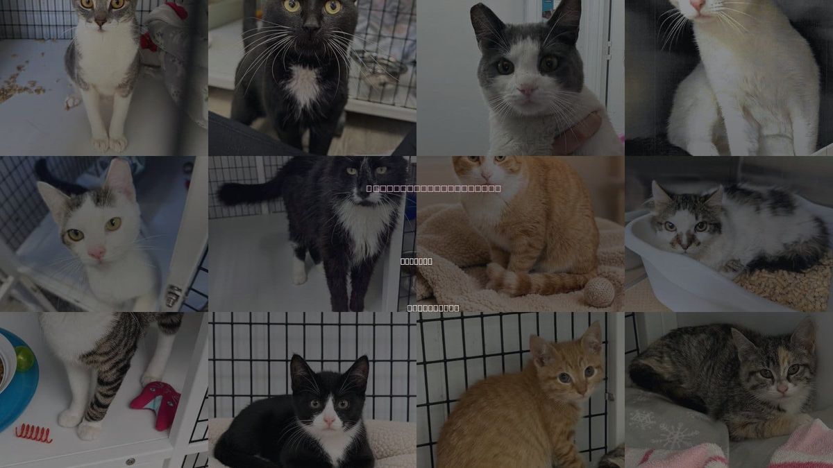 Cats for Adoption in Trenton, New Jersey