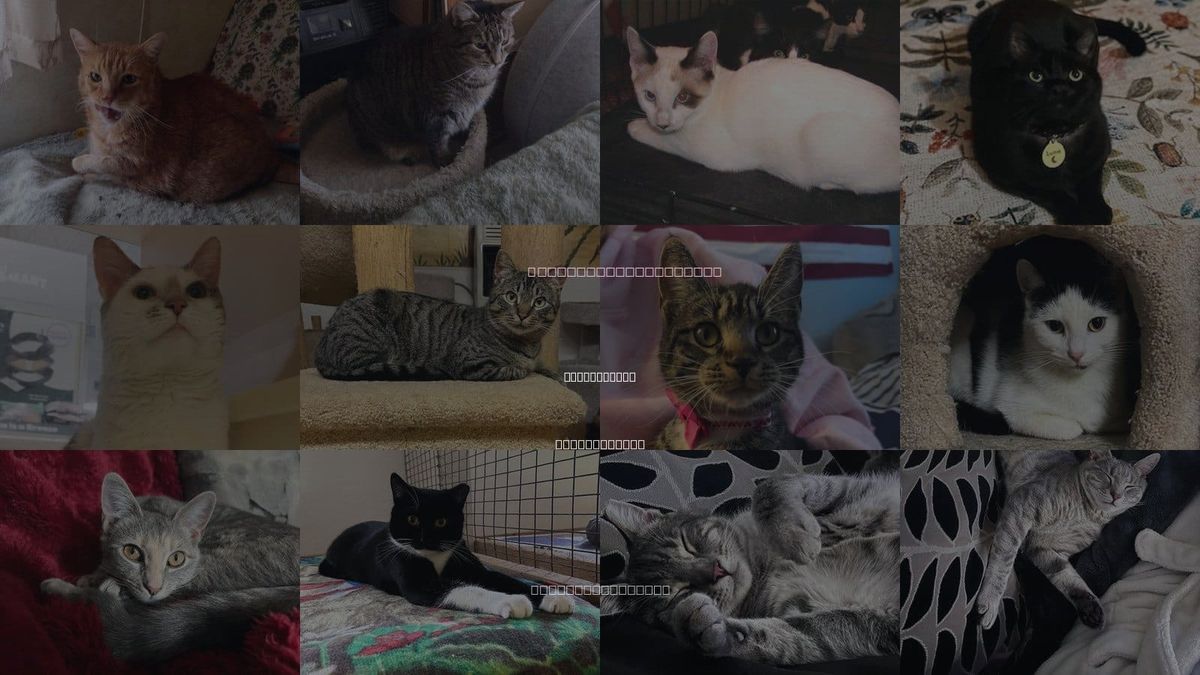 Cats for Adoption in Trexlertown, Pennsylvania