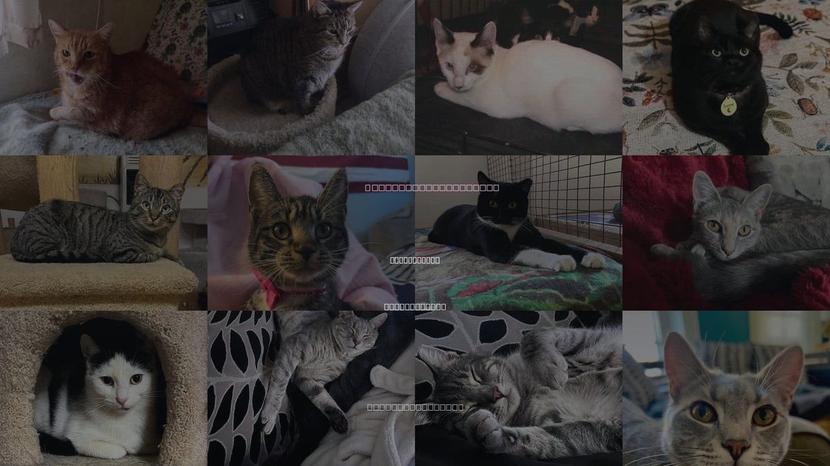 Cats for Adoption in Trexlertown, Pennsylvania