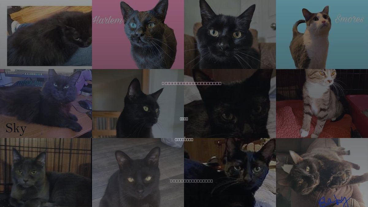 Cats for Adoption in Troy, Michigan