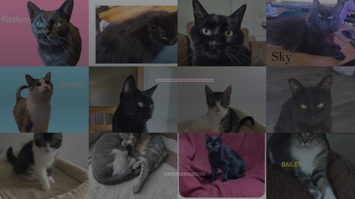 Cats for Adoption in Troy, Michigan