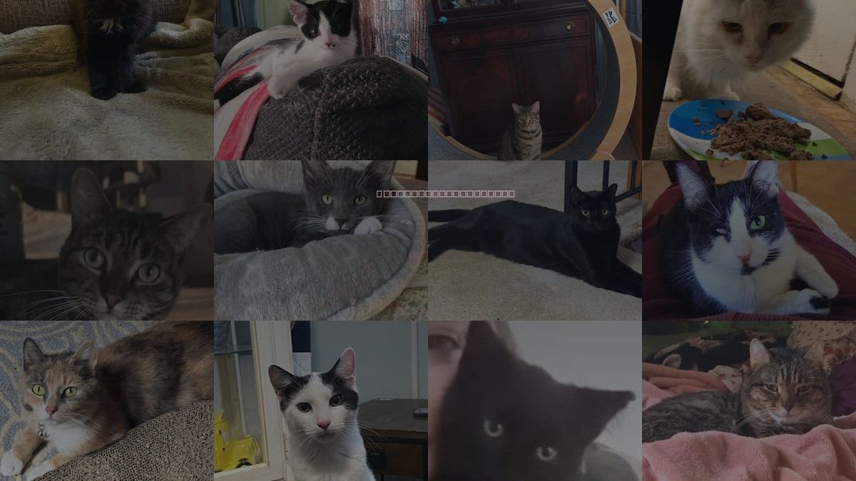 Cats for Adoption in Troy, New York