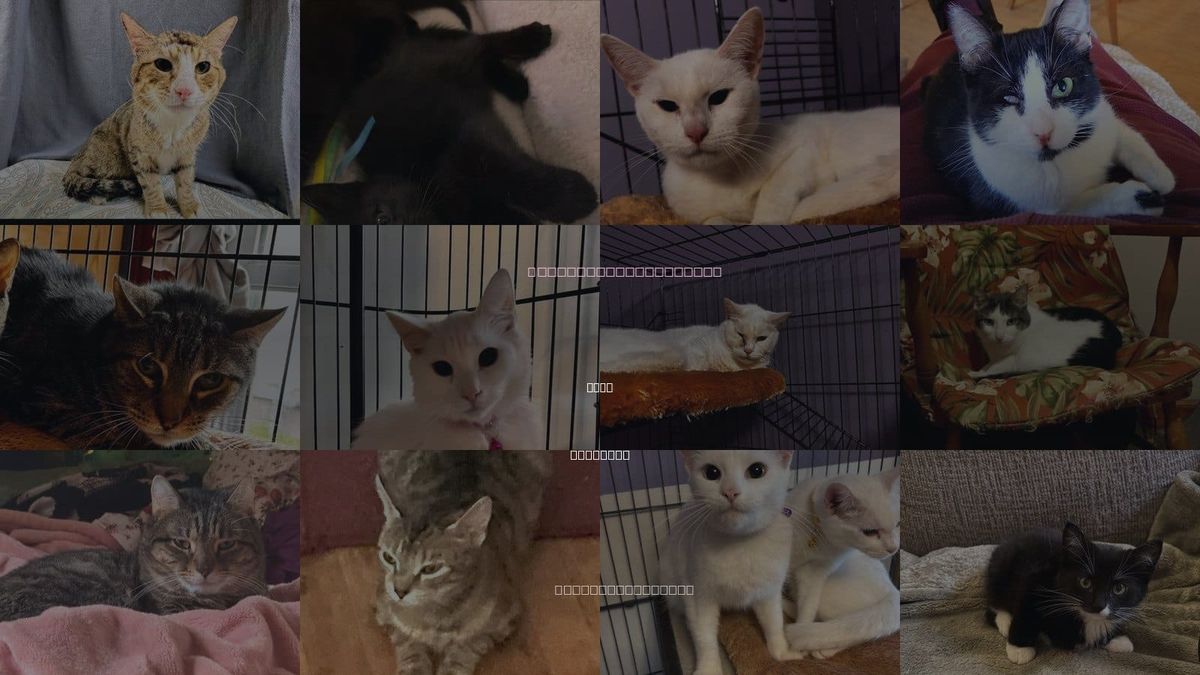 Cats for Adoption in Troy, New York