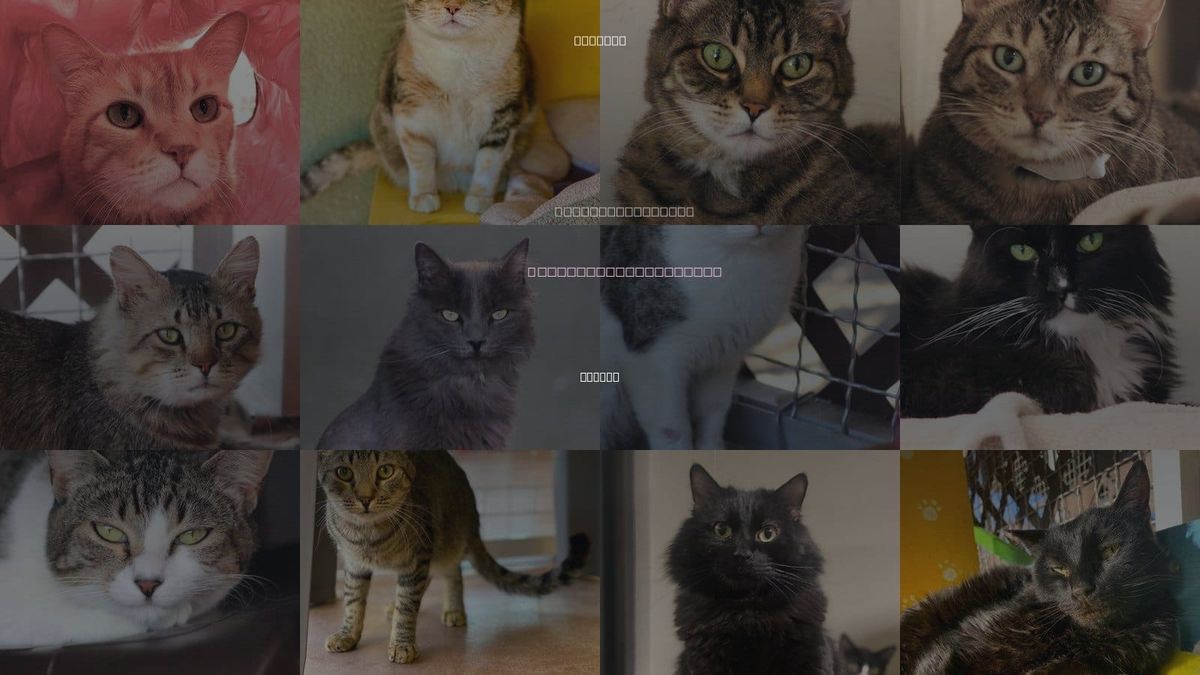 Cats for Adoption in Tucson, Arizona