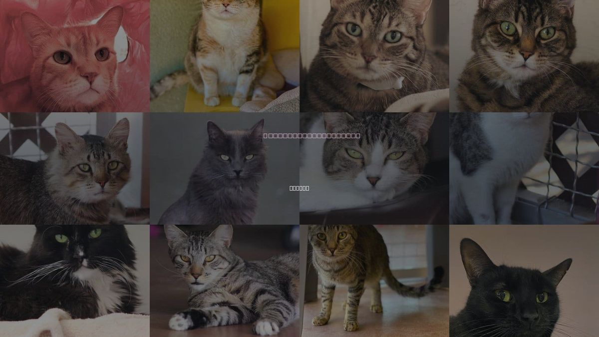 Cats for Adoption in Tucson, Arizona