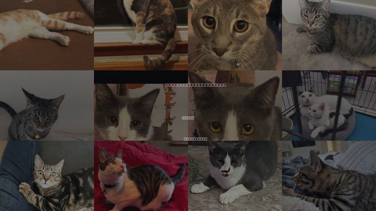 Cats for Adoption in Tulare, California