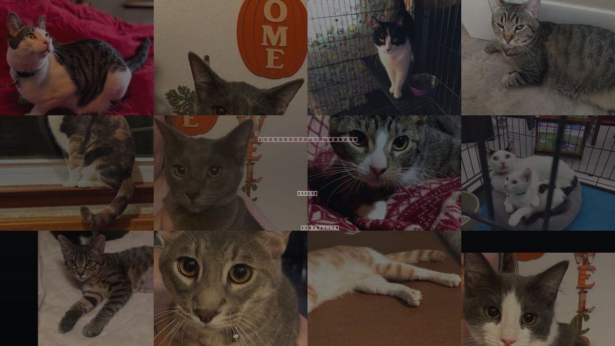 Cats for Adoption in Tulare, California