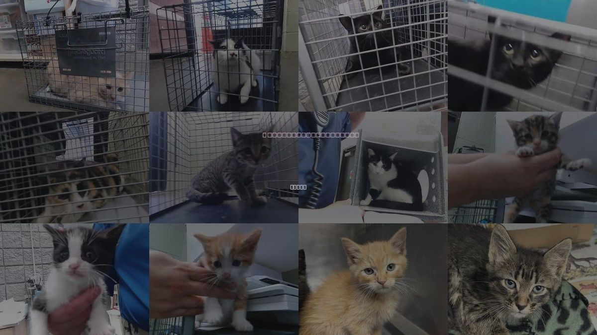 Cats for Adoption in Tulsa, Oklahoma