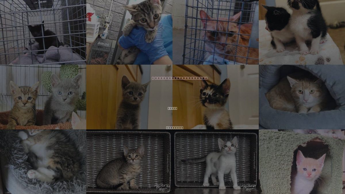 Cats for Adoption in Tulsa, Oklahoma