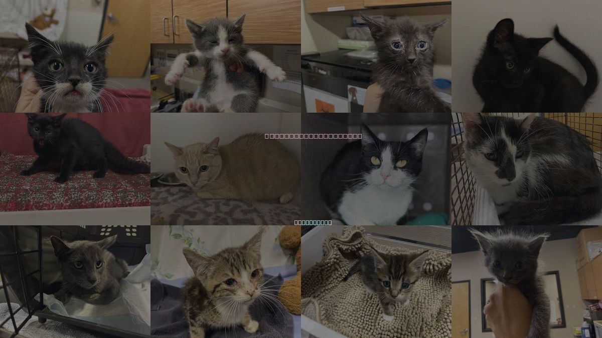 Cats for Adoption in Turlock, California