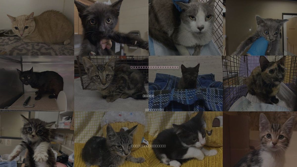 Cats for Adoption in Turlock, California