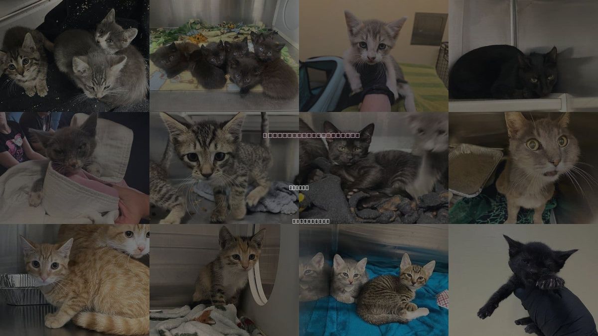 Cats for Adoption in Tustin, California
