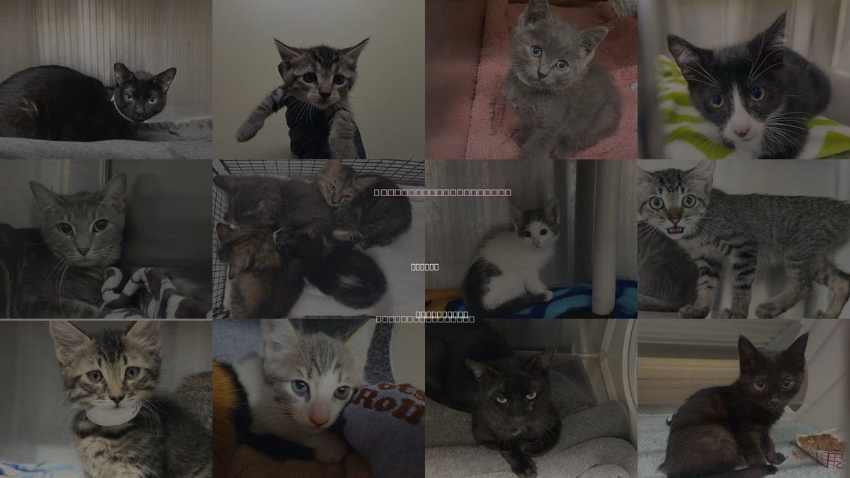 Cats for Adoption in Tustin, California