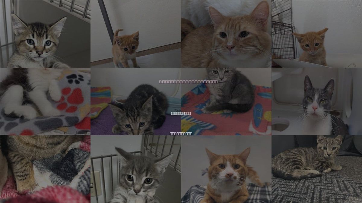 Cats for Adoption in Union City, California