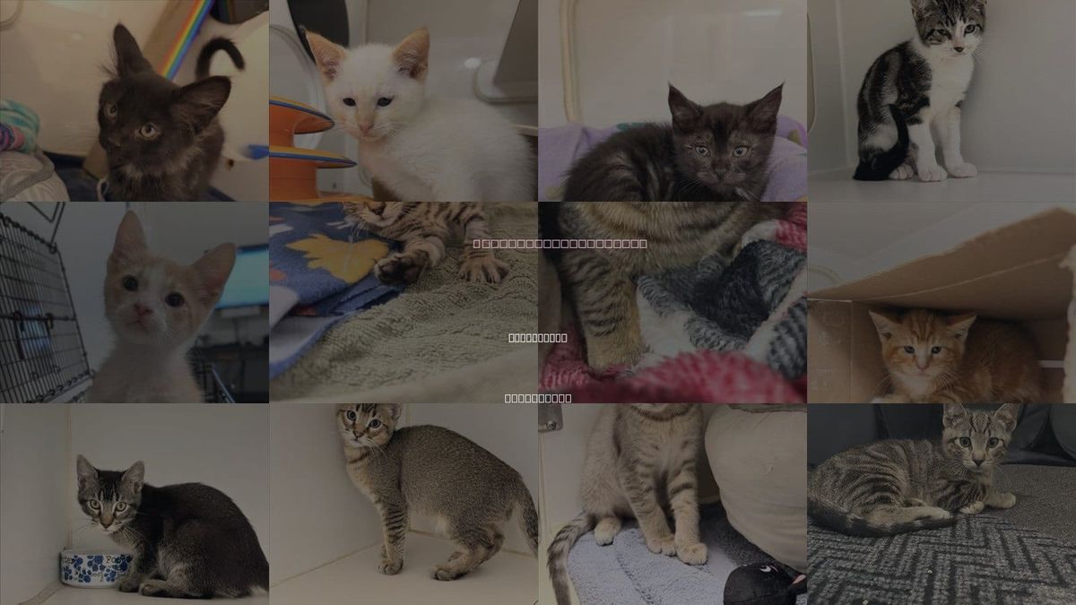Cats for Adoption in Union City, California