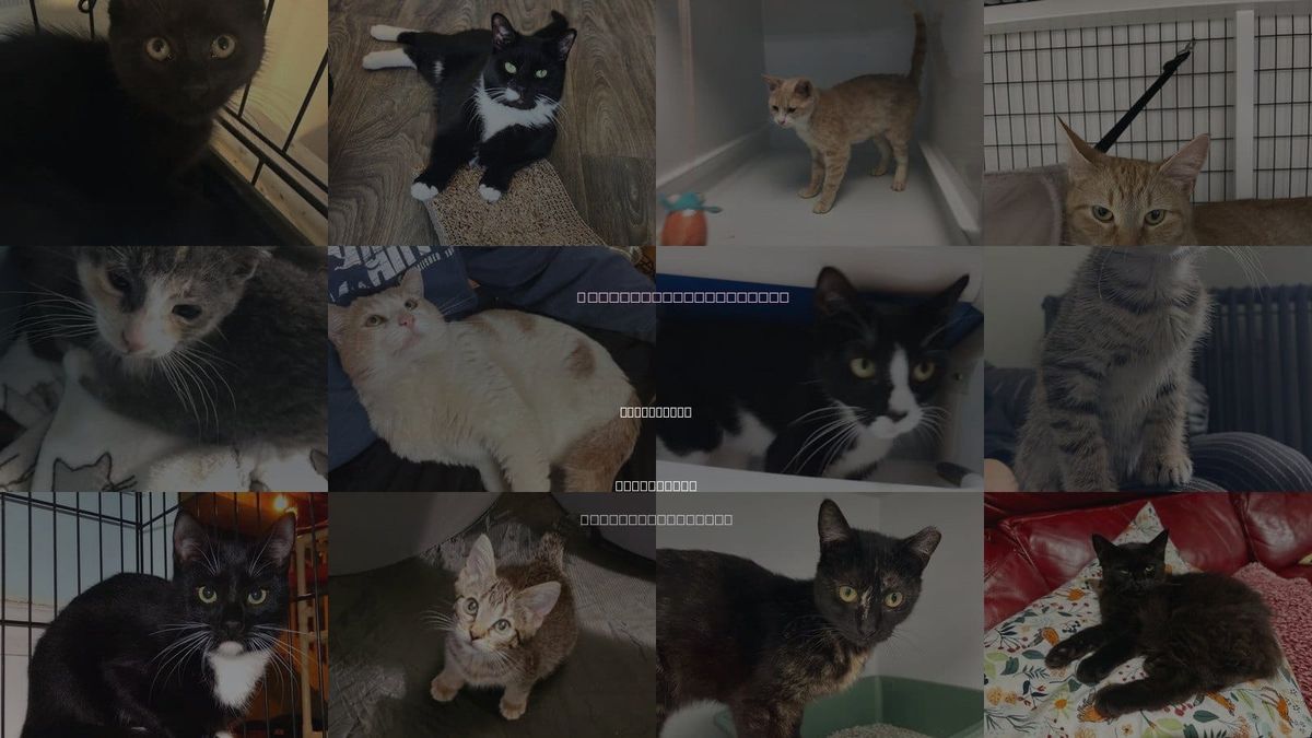 Cats for Adoption in Union City, New Jersey