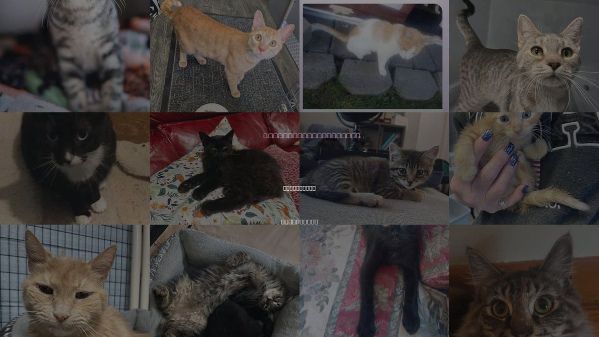 Cats for Adoption in Union City, New Jersey