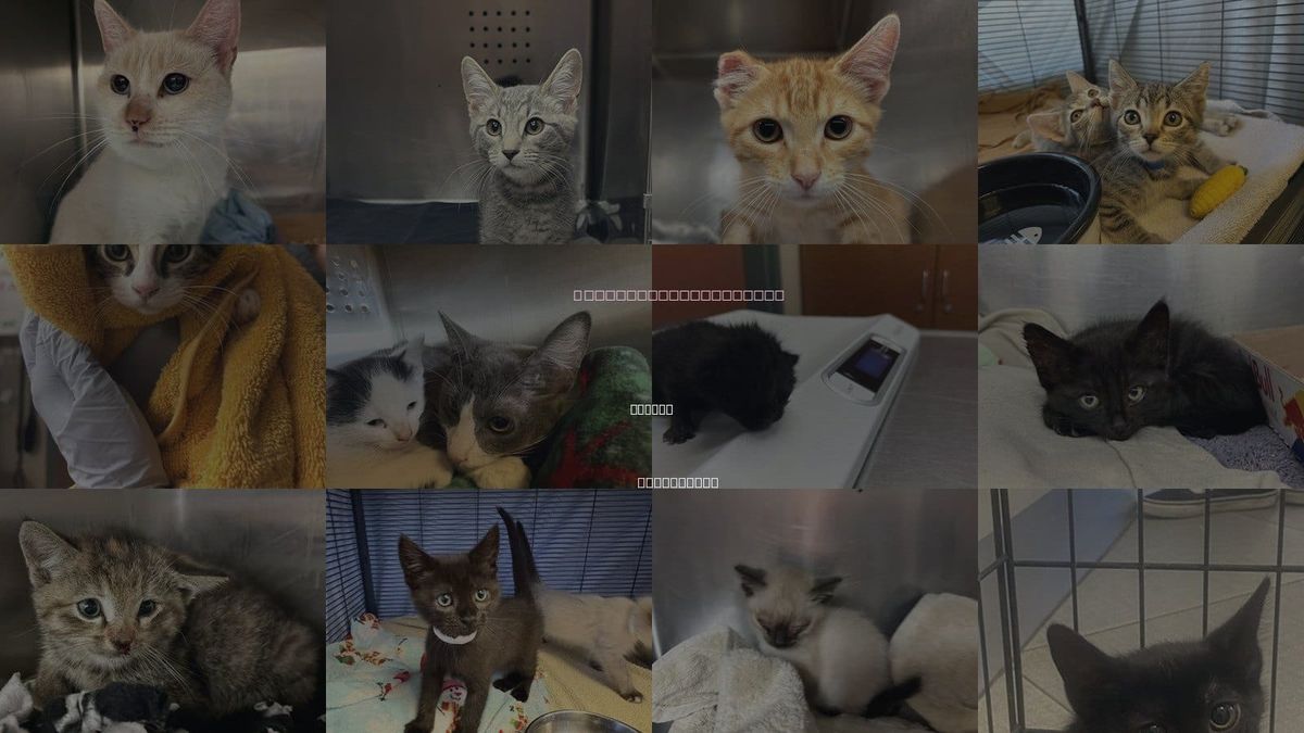 Cats for Adoption in Upland, California