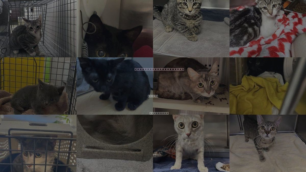 Cats for Adoption in Upland, California