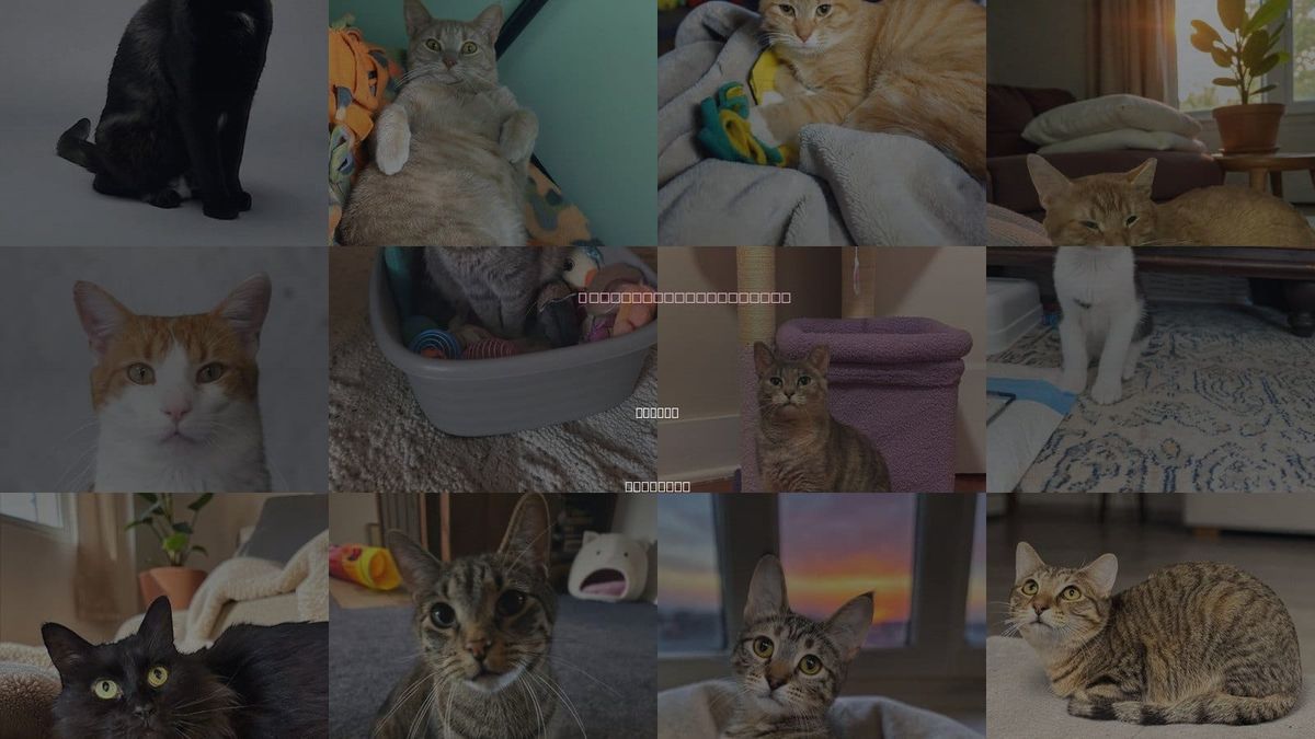 Cats for Adoption in Urbana, Illinois
