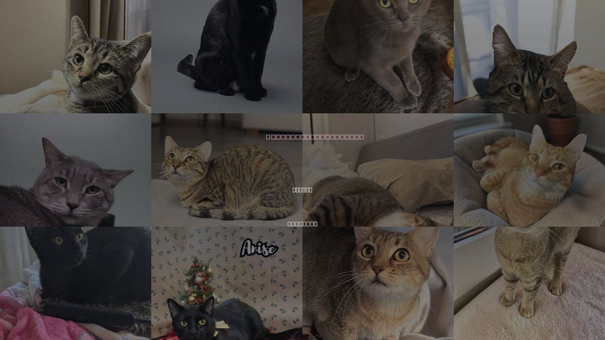 Cats for Adoption in Urbana, Illinois