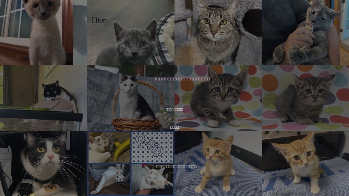 Cats for Adoption in Urbandale, Iowa