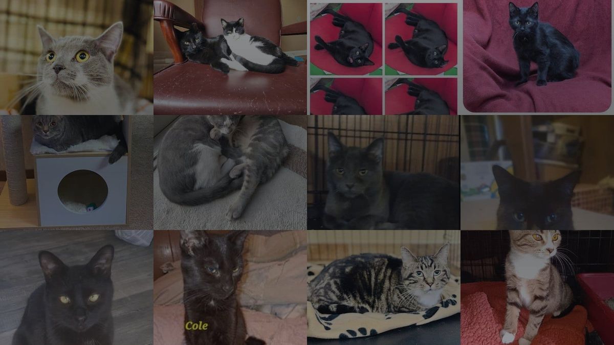 Cats for Adoption in Utica, Michigan