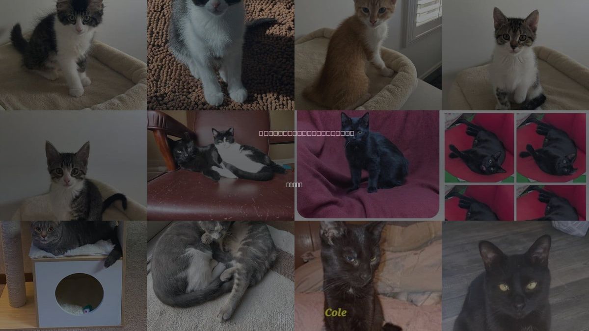 Cats for Adoption in Utica, Michigan