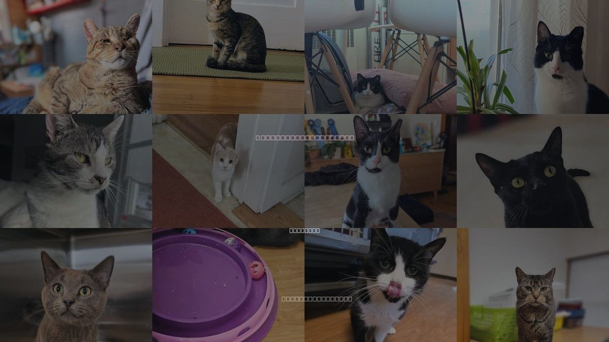 Cats for Adoption in Utica, New York