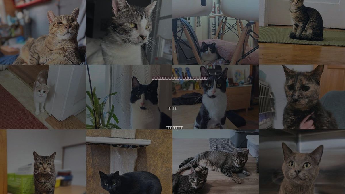 Cats for Adoption in Utica, New York