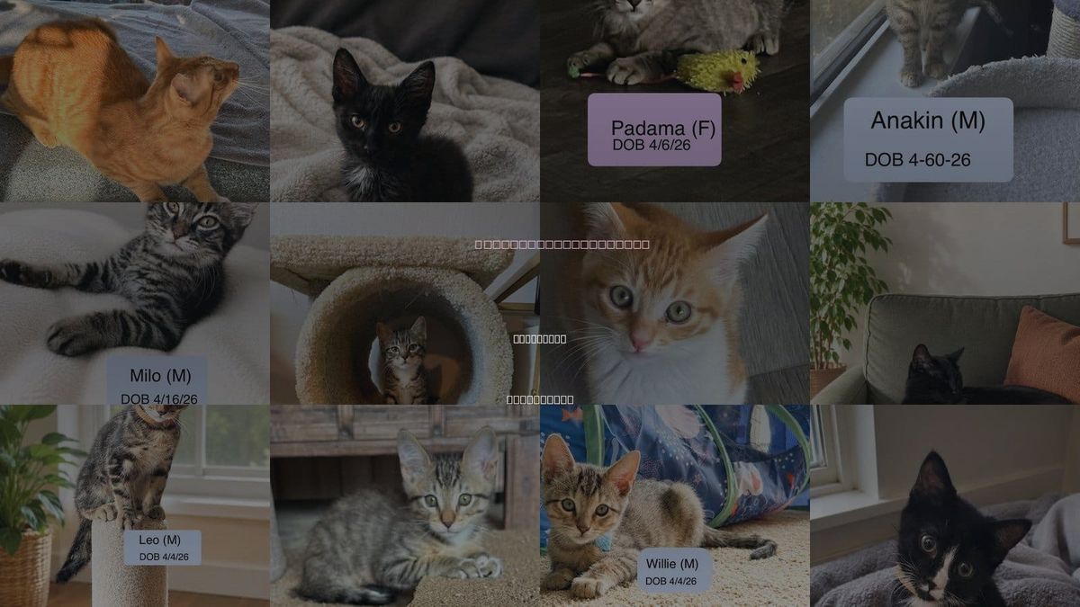 Cats for Adoption in Vacaville, California
