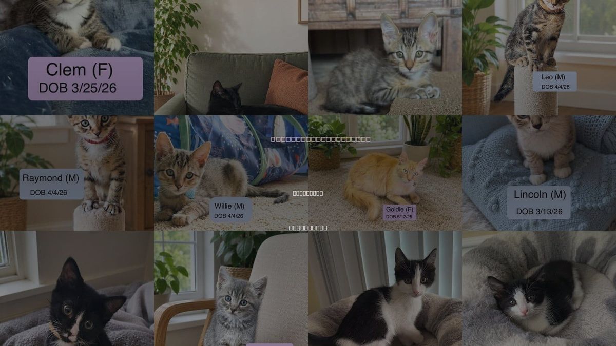 Cats for Adoption in Vacaville, California