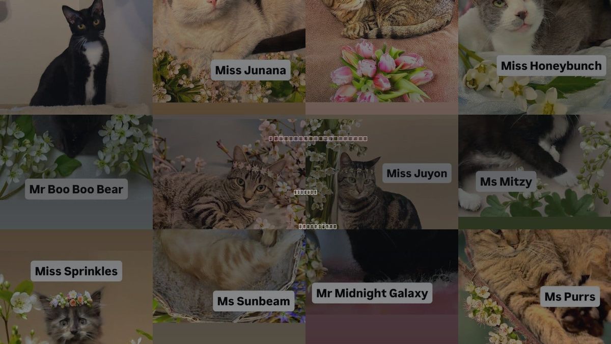 Cats for Adoption in Vallejo, California