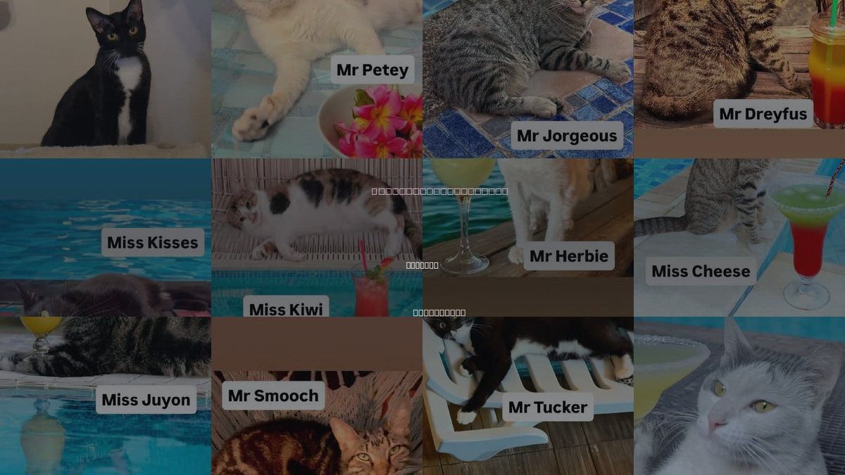 Cats for Adoption in Vallejo, California
