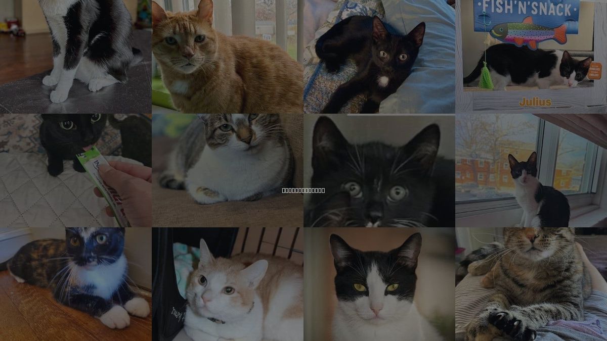 Cats for Adoption in Valley Stream, New York