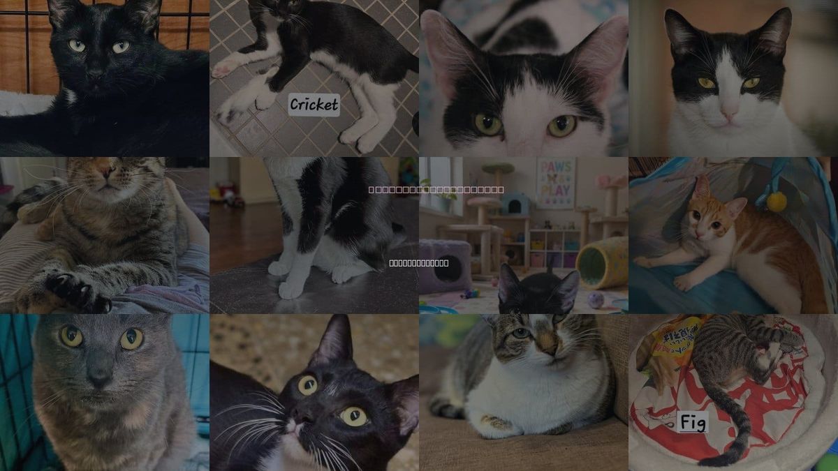 Cats for Adoption in Valley Stream, New York