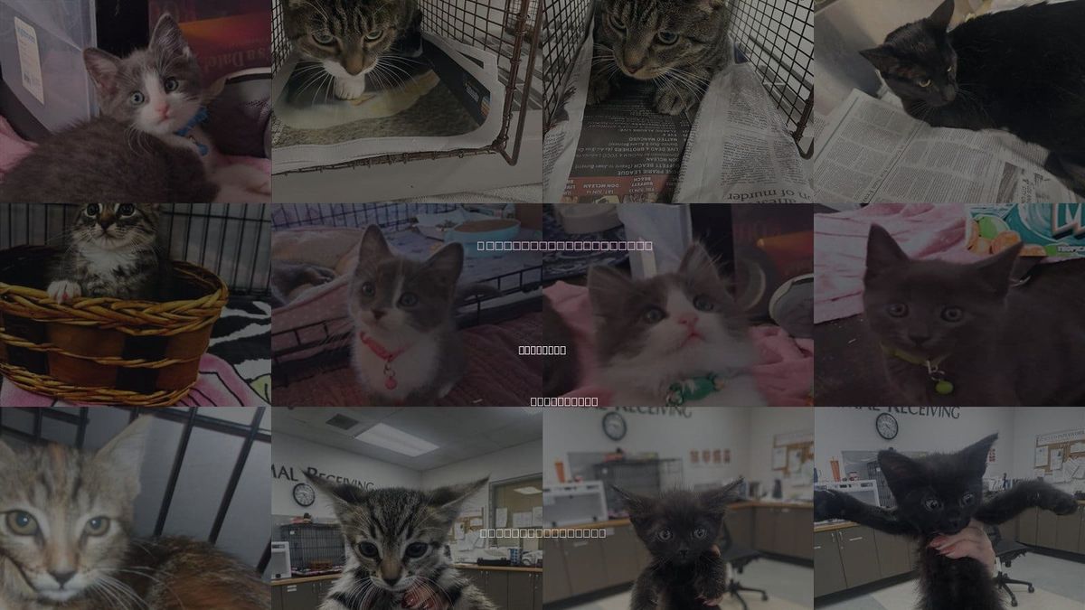 Cats for Adoption in Van Nuys, California