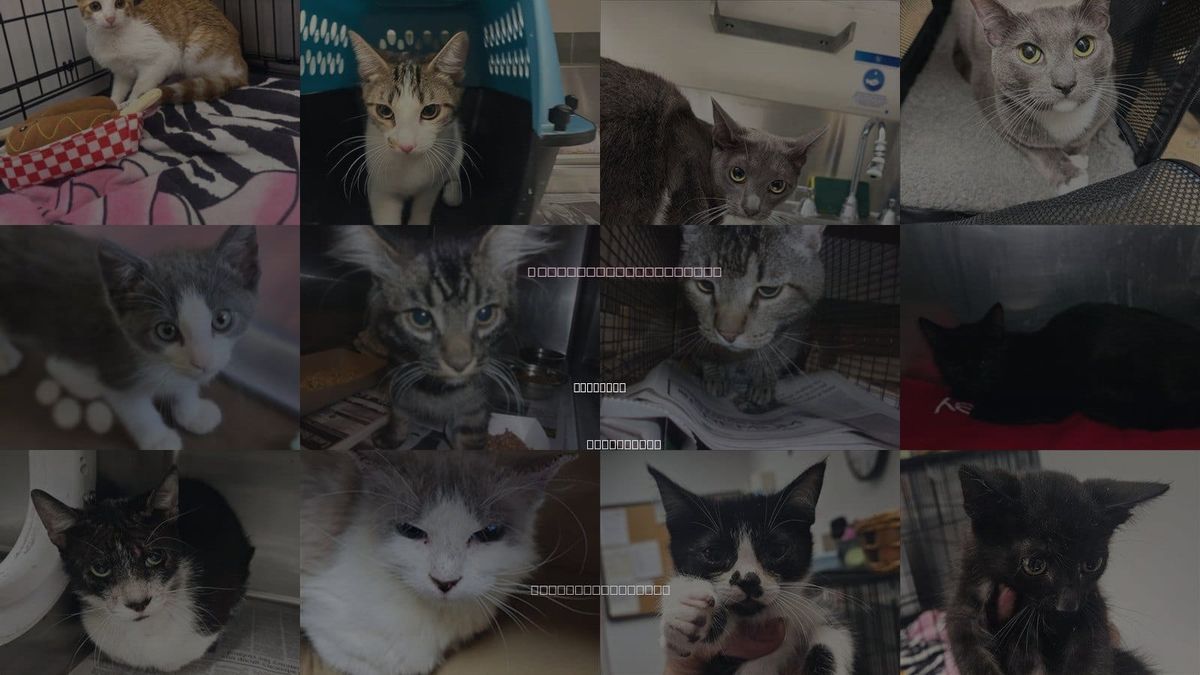Cats for Adoption in Van Nuys, California