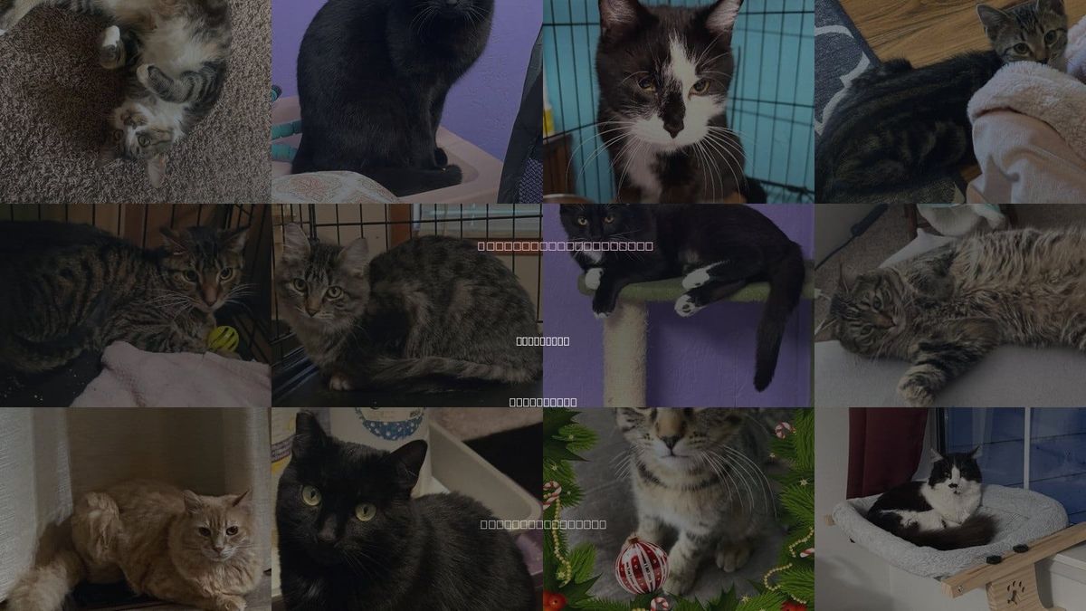 Cats for Adoption in Vancouver, Washington